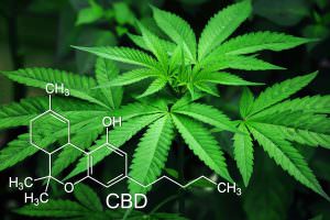 L utilizzo terapeutico della cannabis il CBD