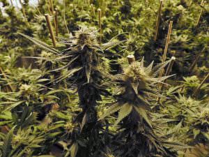 Uno studio rivela la cannabis light danneggia la criminalita organizzata