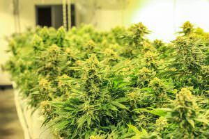 Europarlamento invita gli Stati Membri a rafforzare la ricerca sull uso medico della cannabis