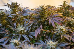 cannabis-legalizzazione-consumo