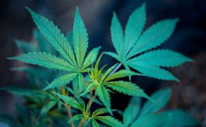 CBD scoperte nuove proprietà anticancro