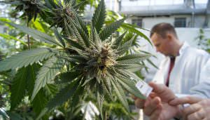 Monsanto e Bayer stanno cercando di conquistarne l industria della Cannabis