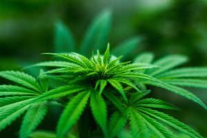 È sicuro guidare dopo aver assunto CBD Ecco cosa devi sapere