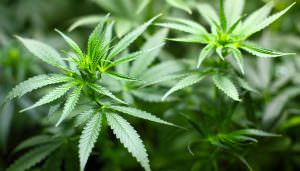 Cannabis e peso: chi fuma marijuana ingrassa meno