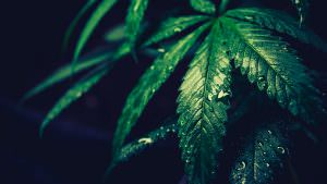 Il Tribunale di Modena conferma la liceità del commercio della cannabis ligh