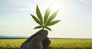 La Cassazione esclude che la commercializzazione della cannabis light possa integrare la fattispecie di frode in commercio