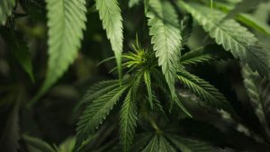 Federcanapa Sentenza non obbliga la chiusura dei negozi di cannabis Commercianti pronti a una class action
