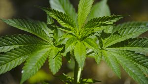 Cannabis Cassazione è reato vendere prodotti derivati dalla Cannabis Light
