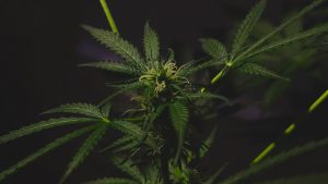 Cannabis-residui-chimici-di-risalenti-al-500-aC