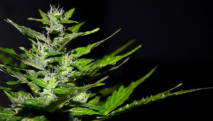 Cannabis Light vietata Le reazioni degli operatori del settore