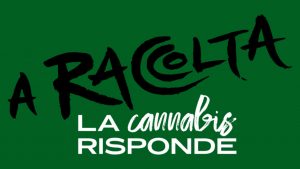 A RACCOLTA! La cannabis risponde Legal Weed c'è!