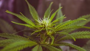 Cannabis light stop della Cassazione. Cosa c è da sapere