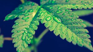 Legal Weed Mary Moonlight e CBWeed chiedono tutela sulla Cannabis Light