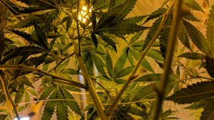 Legal Weed il mercato italiano della Cannabis Light oggi