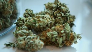 Legal Weed congratulazioni dall'Olanda