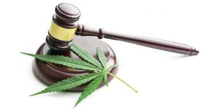 Il futuro della commercializzazione della Cannabis Light dopo le sezioni unite