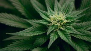 Cannabis terapeutica secondo uno studio è stato dimostrato che è 30 volte più efficace di un’aspirina
