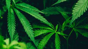 Cannabis per le infiammazioni della cute