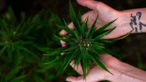 Cannabis gli italiani sono favorevoli alla liberalizzazione alla legalizzazione e alla coltivazione