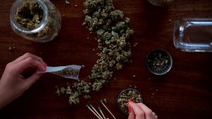 Cannabis Secondo la Commissione Globale sostanze come la cannabis andrebbero legalizzate anche per uso sociale oltre che medico