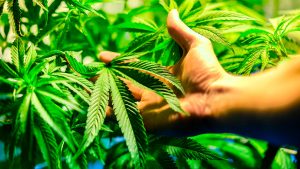 Legalizzazione della Cannabis in Italia le previsioni