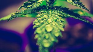 Cannabis Light Il Riesame di Ancona sotto lo 05 si può vendere