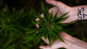 La cannabis light non è droga e venderla non è reato