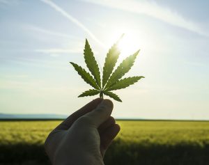 canapa pianta del futuro e risorsa per salvare il pianeta anche contro inquinamento