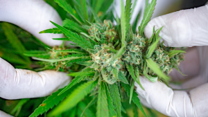 inside the clinical trials using cannabis for cancer treatments 311737