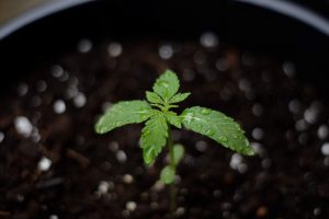 cannabis 4356210 1920