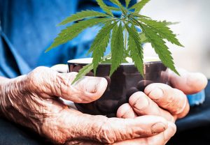 cannabis anziani