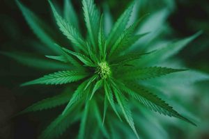 Cannabis sativa