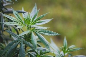 Legalizzazione marijuana