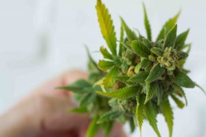 Marijuana senza THC
