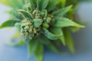 Pianta di marijuana