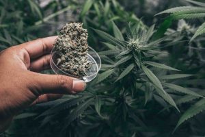Tipi di marijuana