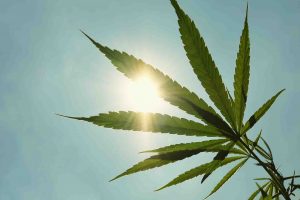 Cannabis Italia