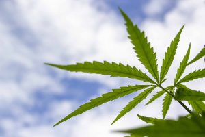 Cannabis light