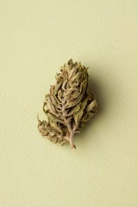 Cannabis sativa legale