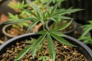 Differenza tra indica e sativa