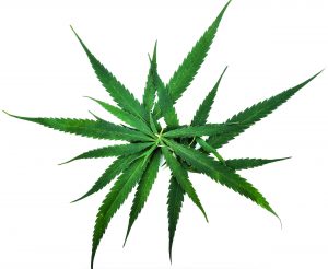 Hashish e marijuana