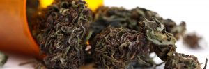 Legalizzazione cannabis Italia