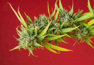 Vendita marijuana legale online