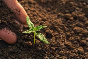 cannabis legale italia