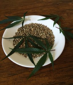 cannabis seeds 1418321 1920