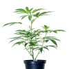 amnesia pianta legal weed cannabis flower marijuana hash canapa light cbd cbg cbc grow shop store biological product premium quality