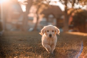 Cannabis per gli animali