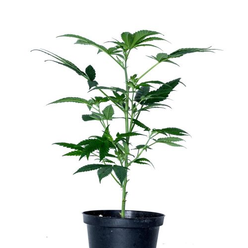 cannatonic pianta legal weed cannabis flower marijuana hash canapa light cbd cbg cbc grow shop store biological product premium quality
