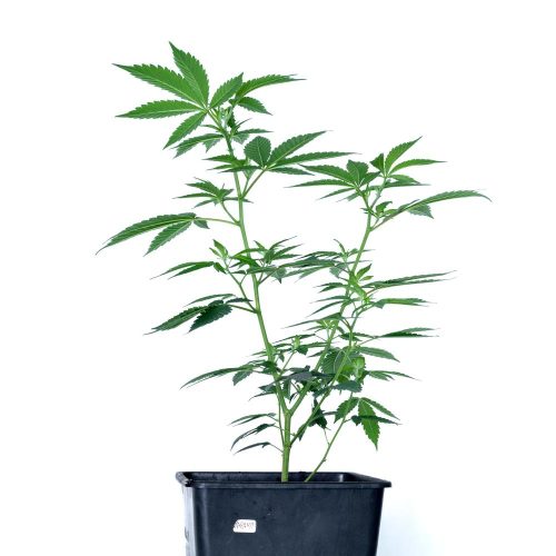 papaya pianta legal weed cannabis flower marijuana hash canapa light cbd cbg cbc grow shop store biological product premium quality