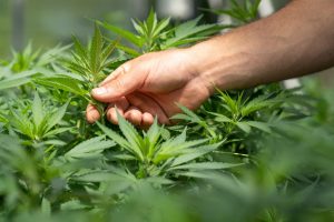 Cannabis Asia Orientale